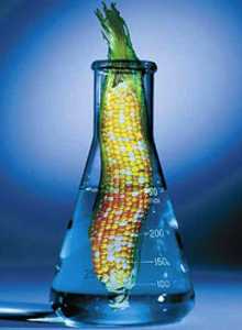 alimentos geneticamente modificados